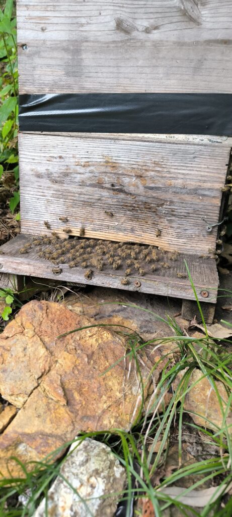巣箱に風を送り込む蜂たち